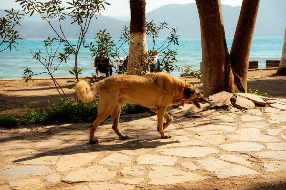 Akyaka tekne turu